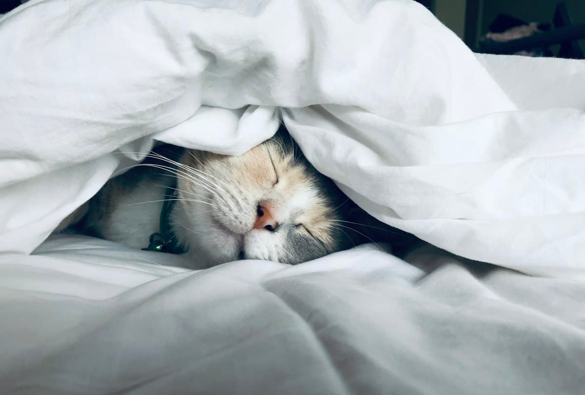 Sleep Health